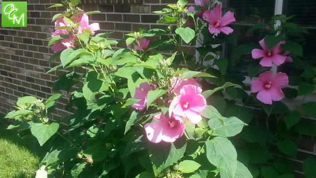 HibiscusFlower1