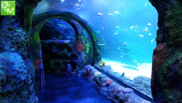 Sea Life Aquarium Great Lakes