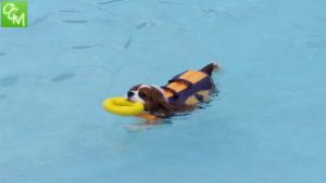 Waterford Oaks Wave Pool Dog Swim @ Waterford Oaks County Park 
